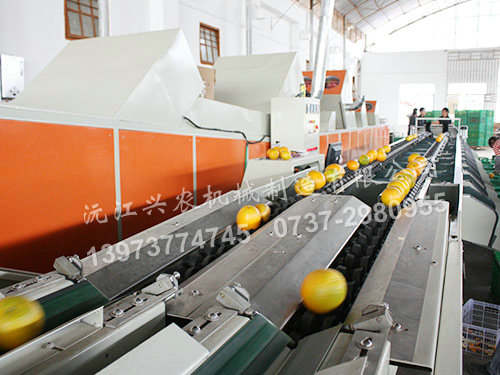 智能水果分選機(jī)